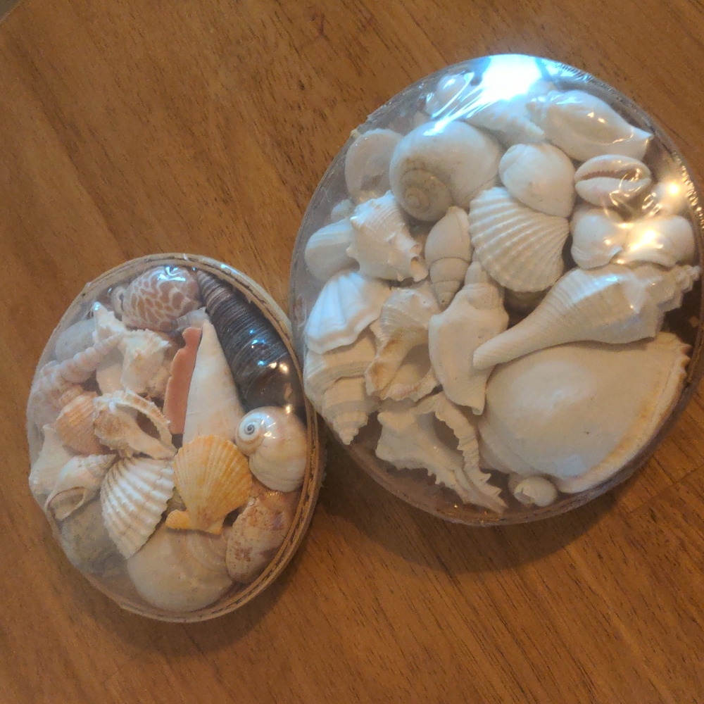 Seashells in Woven Baskets